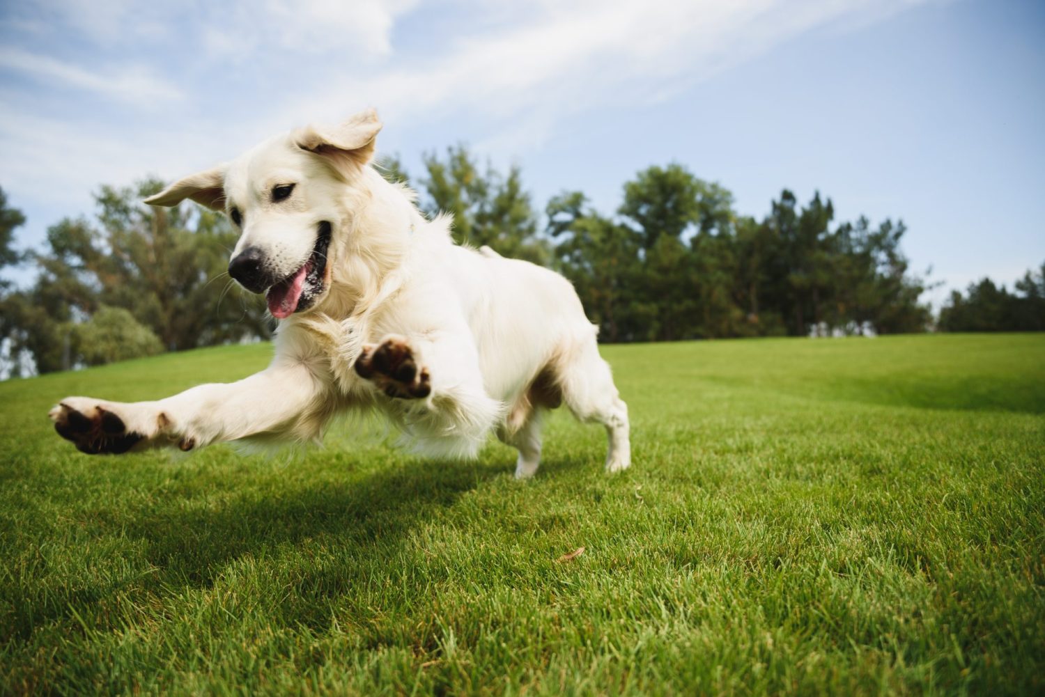 Golden,Retriever,Plays,With,A,Ball.a,Beautiful,Dog,Walks,In